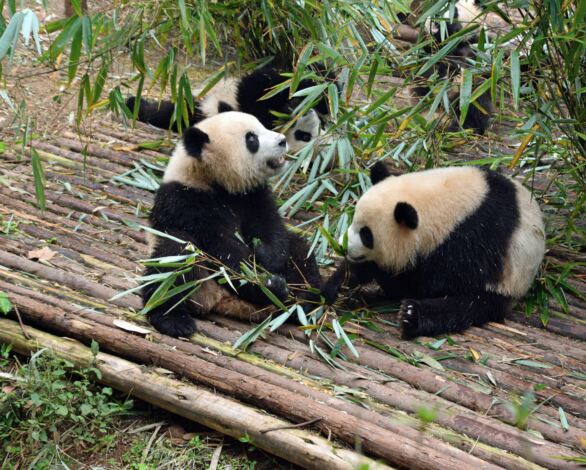 What Is Bamboo Bed Linen?