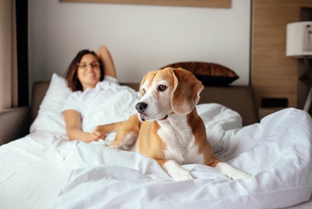 Dog sitting of bed with female owner