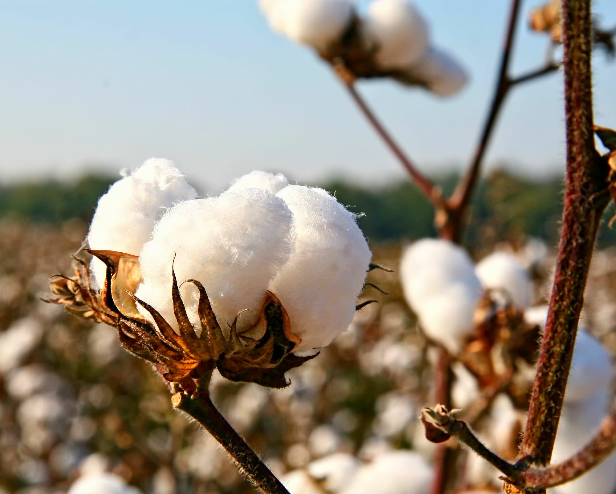 What Is The Difference Between Egyptian Cotton and Regular Cotton?