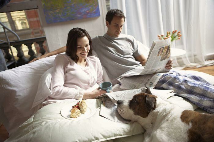 Dog lying on a bed with a man and women