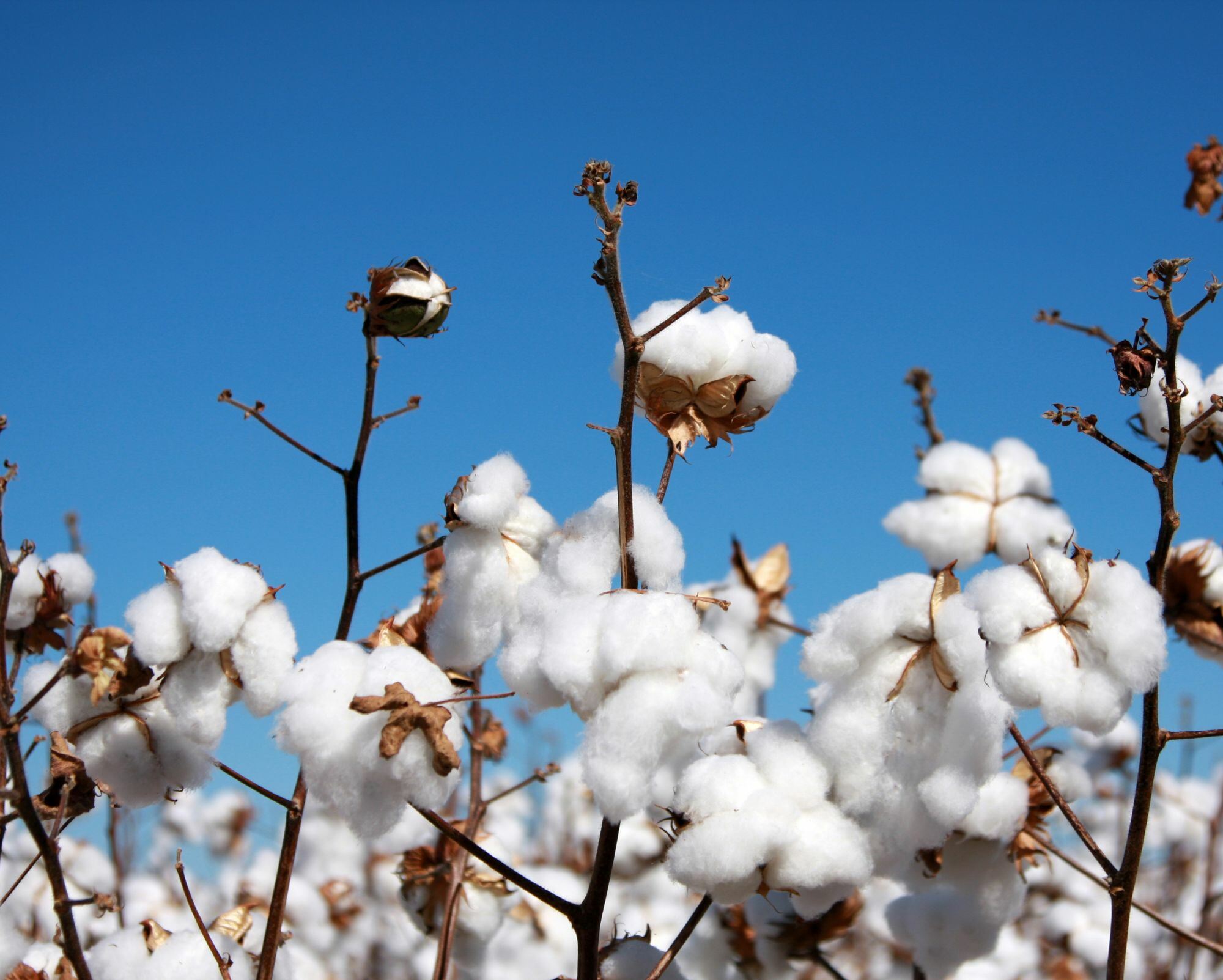 What are the benefits of Egyptian Cotton bed linen Belledorm