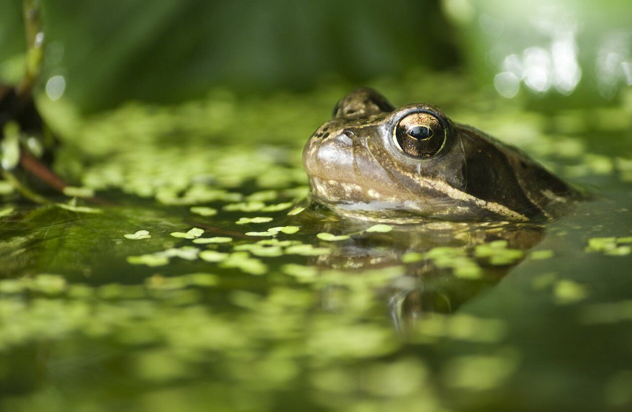 Dig out a pond