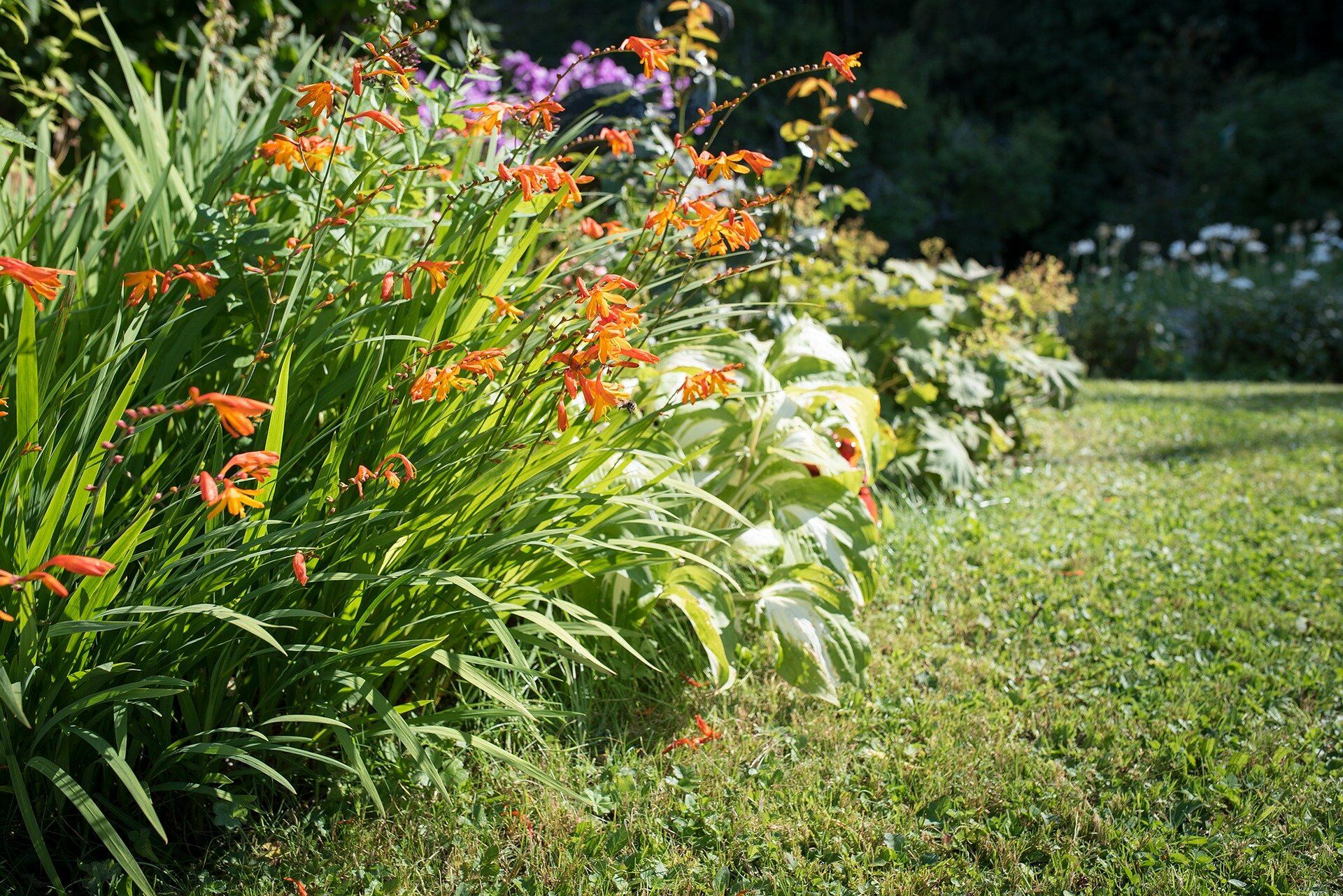 Summer Garden